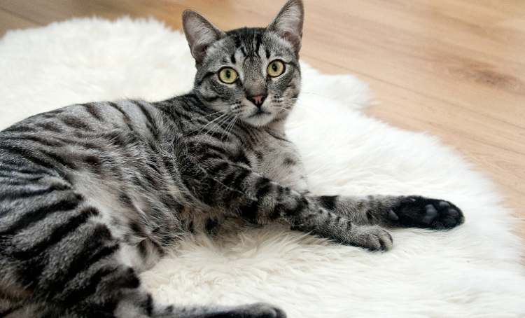 Pet insurance: Pros, cons, and whether it's right for you and your Pets