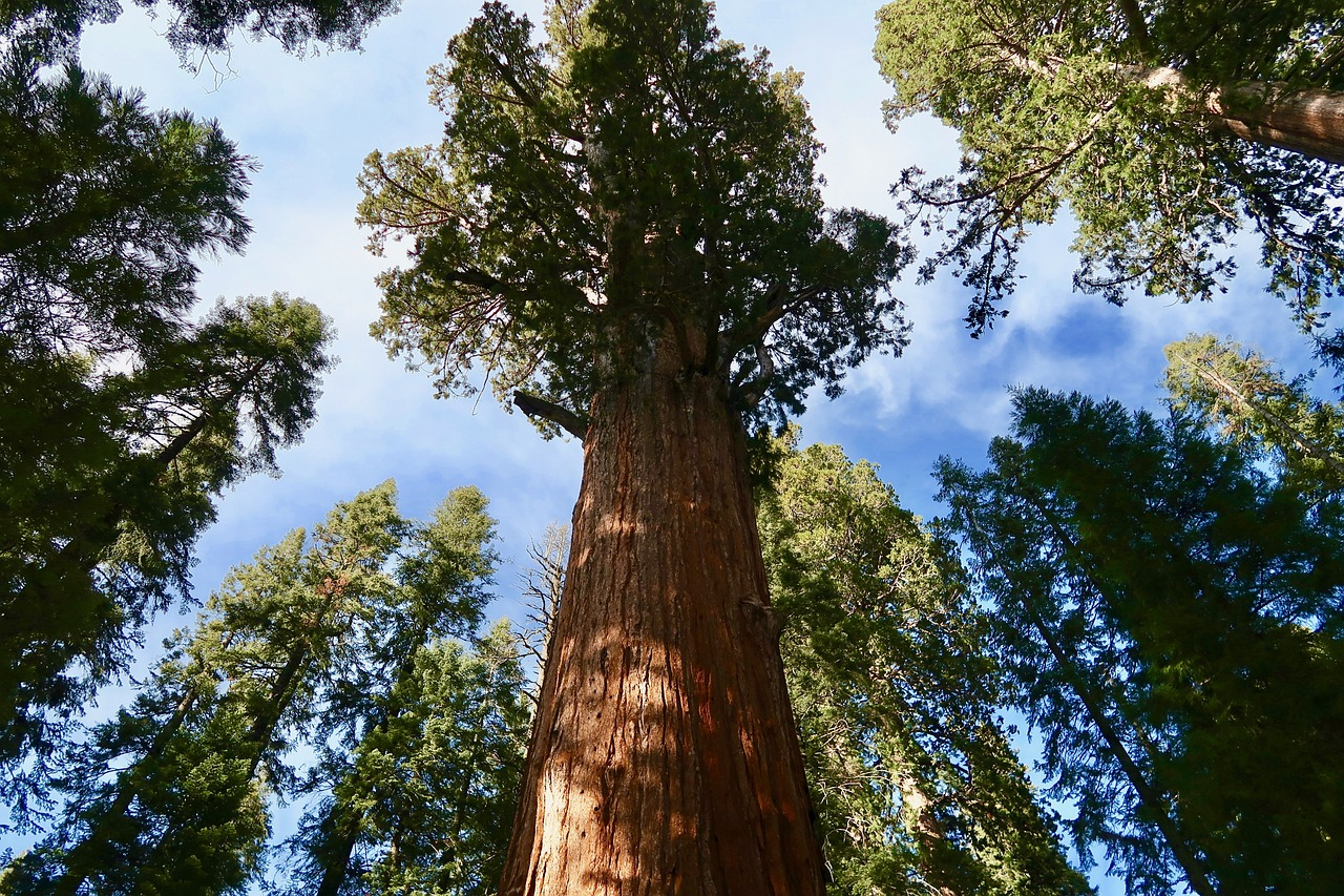 Sequoias- Kalifornien