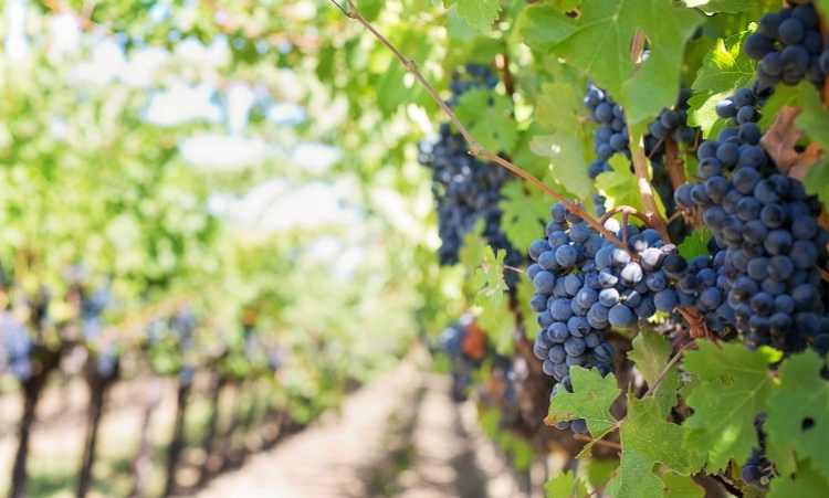 L&#039;histoire du Pinot noir qui devient Pinot gris puis Pinot blanc... une diversité de couleurs pour une diversité de vins