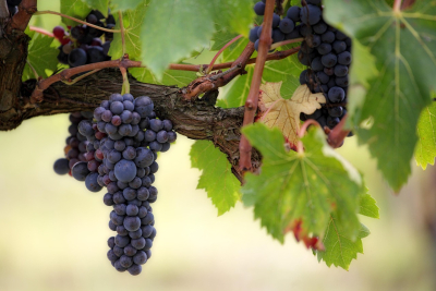 B.C. wineries turn to U.S. grapes after devastating 2024 frost